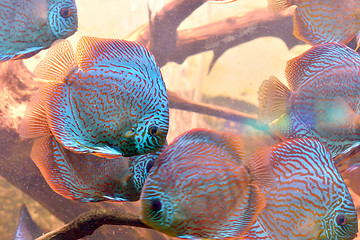 Image showing Discus fish (Symphysodon)