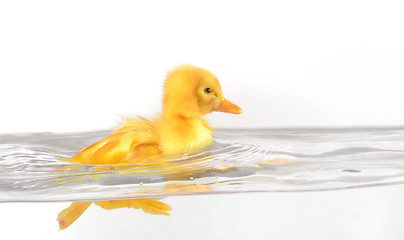 Image showing floating duckling