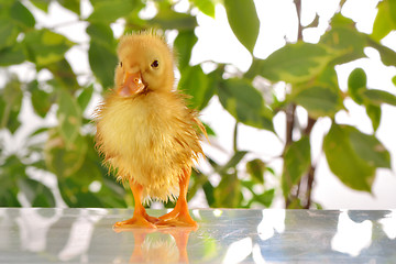 Image showing baby duck