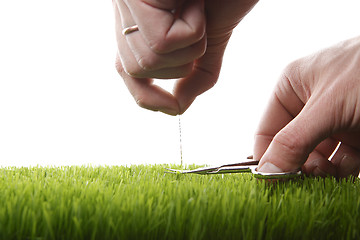 Image showing Young man cuts English lawn