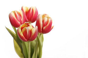 Image showing Tulips in yellow and red