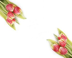 Image showing Tulips in yellow and red