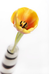 Image showing Yellow tulip in a vase