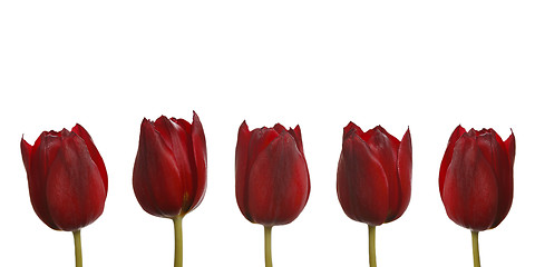Image showing Tulips in red