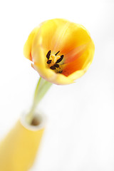 Image showing Yellow tulip in a vase