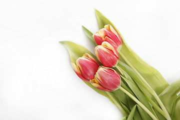 Image showing Tulip in yellow and red