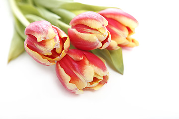 Image showing Tulip in yellow and red