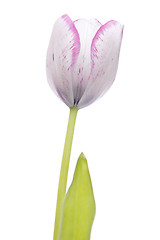 Image showing White and violet tulip