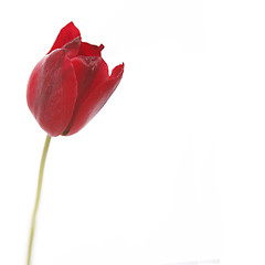 Image showing Tulip in red