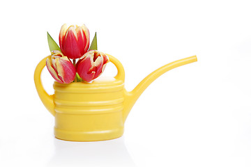 Image showing Yellow watering can with tulips