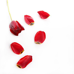 Image showing Red tulip with loose petals