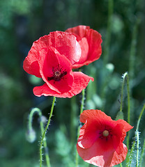 Image showing poppy flowers