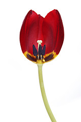 Image showing Cross-section of a red tulip