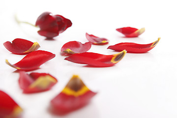 Image showing Red tulip with loose petals