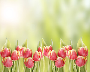 Image showing Tulips in red and yellow