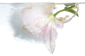 Image showing Frozen lily