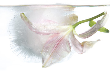 Image showing Frozen lily