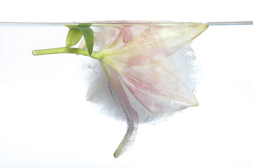 Image showing Frozen lily