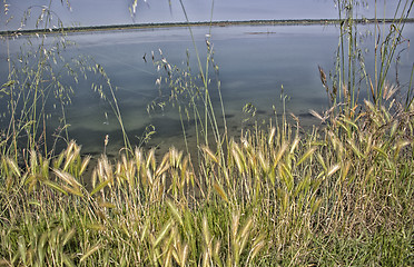 Image showing Plants on the lagoon