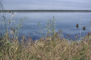 Image showing Plants on the lagoon