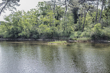 Image showing Plants on the lagoon