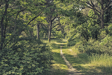 Image showing Walking in pinewood forest