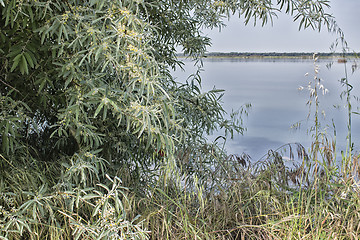 Image showing Plants on the lagoon