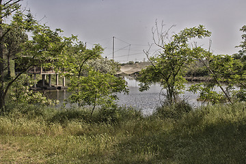 Image showing Walking in pinewood forest