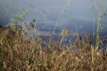 Image showing Plants on the lagoon