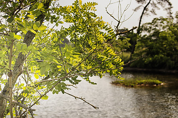 Image showing Plants on the lagoon