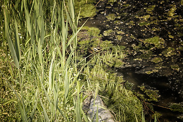 Image showing Plants on the lagoon