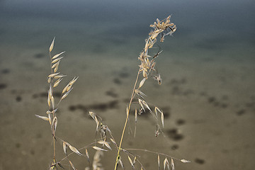 Image showing Plants on the lagoon