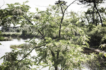 Image showing Plants on the lagoon