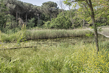 Image showing Plants on the lagoon