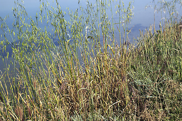 Image showing Plants on the lagoon