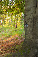 Image showing Eye carved in tree trunk.