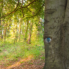 Image showing Eye carved in tree trunk.