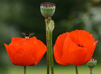 Image showing poppy flowers