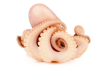 Image showing Octopus