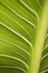 Image showing Palm leaf