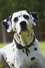 Image showing Face of a Dalmatian dog