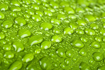 Image showing water drops on green plant leaf 