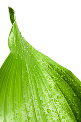 Image showing water drops on green plant leaf 