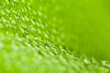 Image showing water drops on green plant leaf 