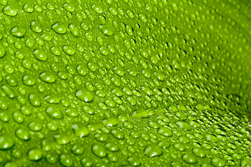 Image showing water drops on green plant leaf 