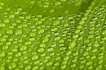 Image showing water drops on green plant leaf 