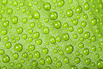 Image showing water drops on green plant leaf 