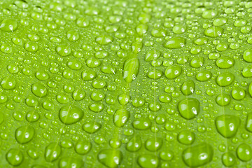 Image showing water drops on green plant leaf 