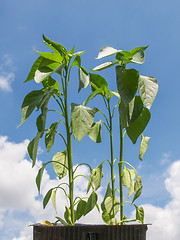 Image showing Plug pepper plant