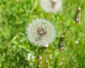 Image showing Dandelion flower